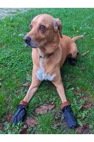 UTDpet Pawty Soft Dog Shoes