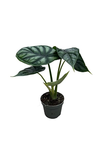 Betonish Alocasia Baginda 'dragon Scale'