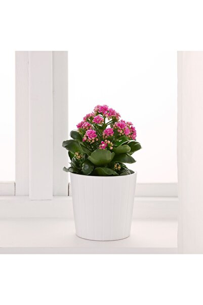 GoldLotus Açık Pembe Canlı Kalanchoe Çiçeği Saksılı Ithal 5.5 Cm Saksıda