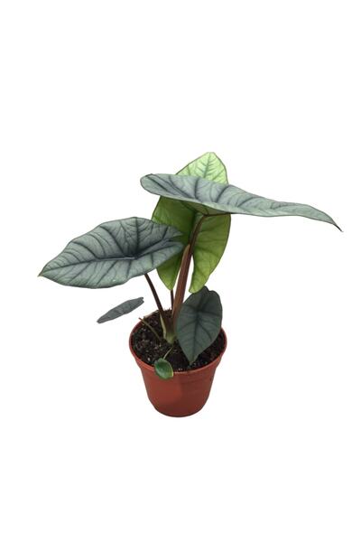 Betonish Alocasia 'platin' (FİL KULAĞI)