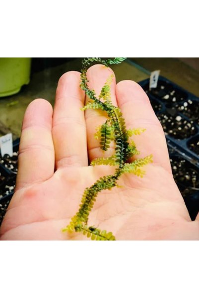 KARİDES MARKET 4-5 Cm Ağaç Diliminde Kütüğe Yeni Sarım Cameroon Moss Tasarımı Canlı Bitki
