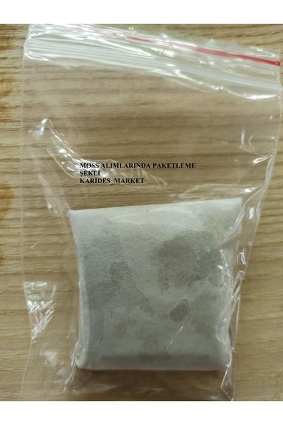 KARİDES MARKET 4-5 Cm Ağaç Diliminde Kütüğe Yeni Sarım Cameroon Moss Tasarımı Canlı Bitki