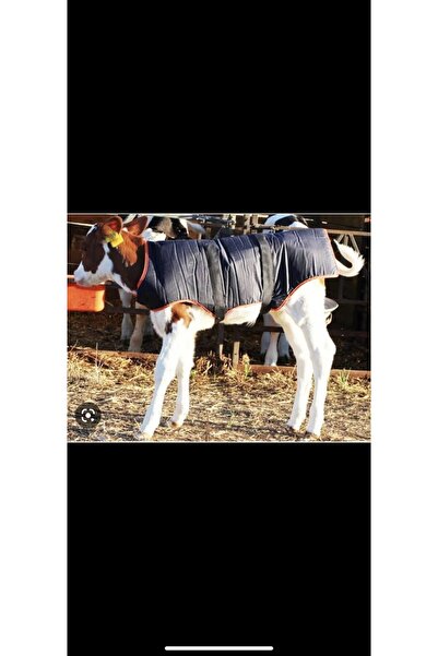 Yerli Buzağı Battaniyesi