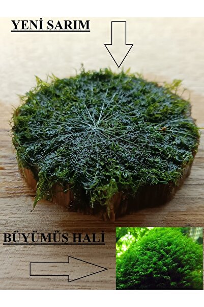 KARİDES MARKET 4-5 Cm Ağaç Diliminde Kütüğe Yeni Sarım Fissidens Fontanus Mos...