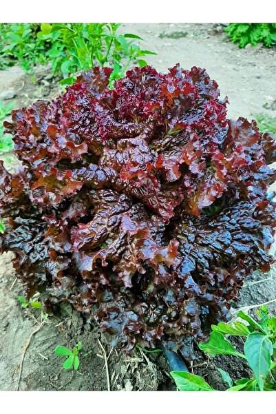 Cıngı Baharat Kurukahve Karışık Marul Ata Tohumu 5gr