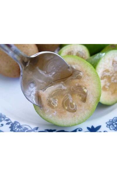 Daglioglu Fidancilik Feijoa (KAYMAK AĞACI) Fidanı Tüplü 3 Yaş ( 50 Cm)