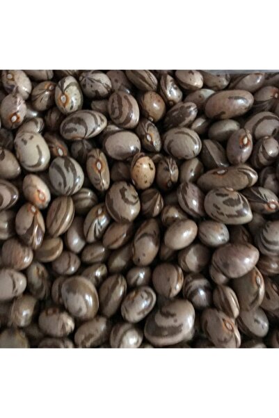 Karahasanoğlu Tarım Yerli Yüksek Verimli Sırık Fasulye Tohumu 100 gr (FERASET...