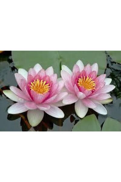 10 Adet Tohum Nadir Bulunan Pembe Lotus Çiçeği Tohumu Lotus Su Çiçeği Tohumu Nilüfer Çiçeği Tohumu