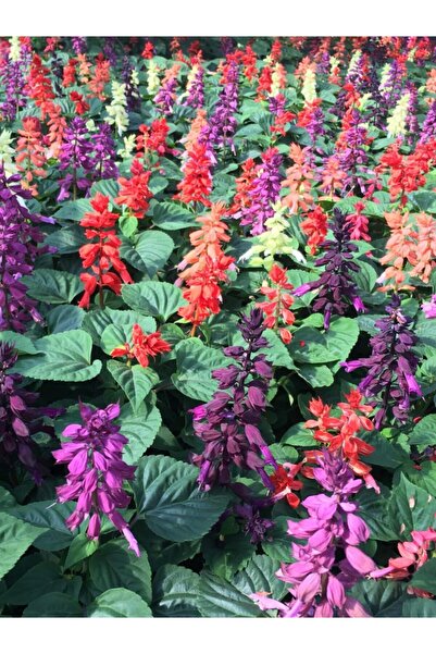 fidanistanbul Ateş Çiçeği Karışık Renk Çiçek Tohumu +-20 Adet
