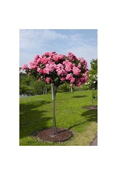 YAYLA TARIM Pembe  Baston Gül Fidanı Açık Kök 2 Yaş 35 cm 3 Adet