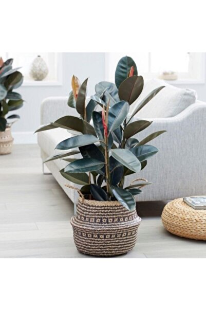 MorDekor Kauçuk Bitkisi 80-100 cm TEK KÖKLÜ