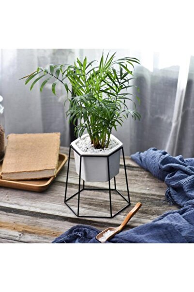 serada decor & plant Chamaedorea Elegans - Dağ Palmiyesi - Ev Ve Ofis Bitkisi...