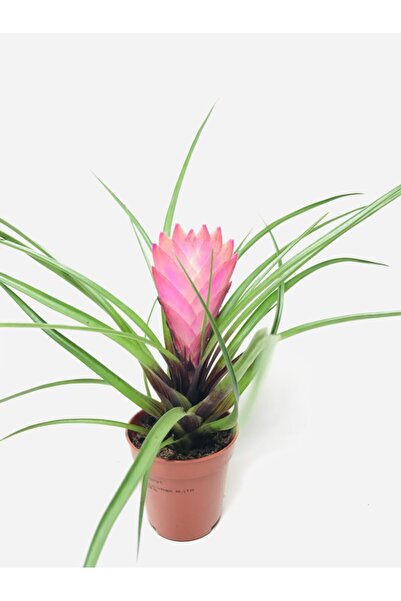 foliumbotanik Tillansia Cyanea Hava Bitkisi 5,5 Cmlik Saksıda