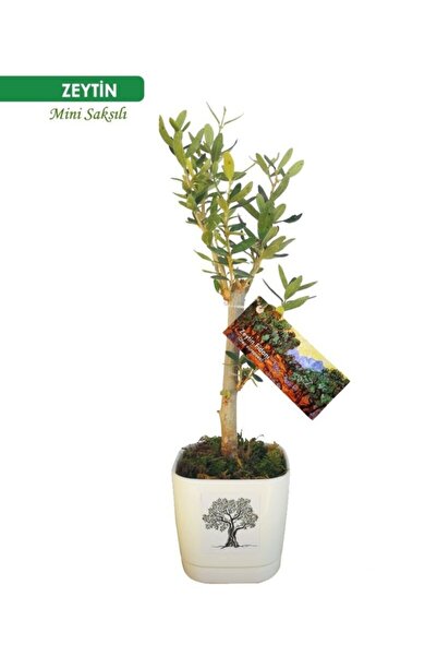 Köklü Zeytincilik Ayvalık Mini Saksılı Zeytin Fidanı