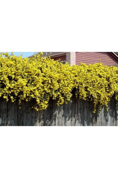 lalaahmetbotanik 4 Adet Sarı Çiçekli Yasemin Fidanı 40-60 Cm. Boyunda