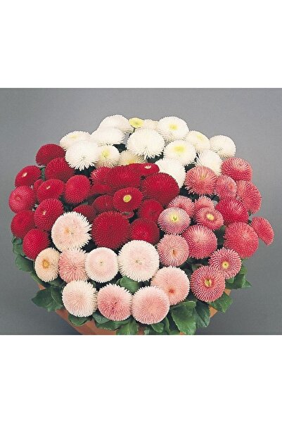 bfalina botanik 10 Adet Katmerli Karışık Renkli Ingiliz Papatyası Çiçek Tohumu