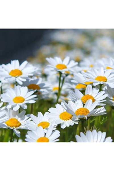 bfalina botanik 10 Adet Margarita Papatya Çiçeği Tohumu