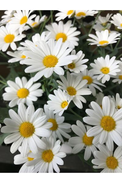 bfalina botanik 20 Adet Kırçiçeği Papatyası Tohumu (çok Yıllık Kalıcı)