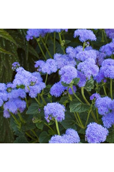 bfalina botanik 10 Adet Ageratum Mexıcanum Mavi Vapur Dumanı Çiçeği Tohumu