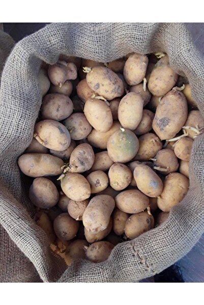 Cegel Ziraat Marabel Patates Tohumu 1 Kg