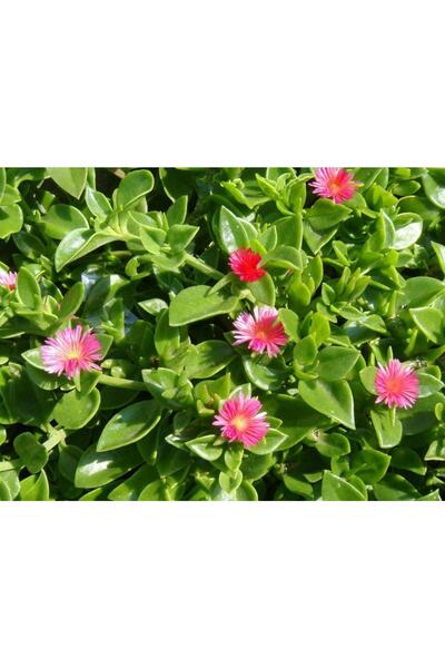 bfalina botanik 15-20 Adet Mix Colour Rozet Buz Çiçeği Tohumu