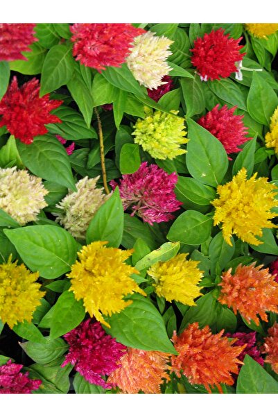 bfalina botanik Karışık Renkli Horoz Ibiği Balta Çiçeği Tohumu 15-20