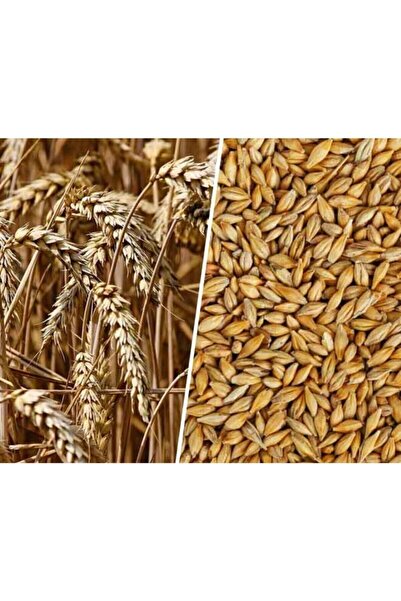 Ekodoğa Arpa Tohumu 500 Gram Doğal Arpa Tane Arpa Dane Arpa Kuş Yemi Arpa Ila...