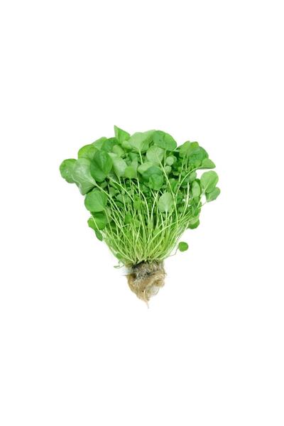 bfalina botanik Toros Yeşili Geniş Yaprak(organik) Tere /hediye Tohum