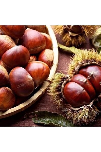 serada decor & plant 2-3 Yaş Aşılı Şekerci Kestane 80-90 Cm Fidanı Bol Veriml...