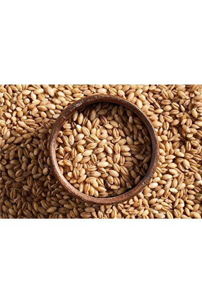 Ekodoğa Arpa Tohumu 500 Gram Doğal Arpa Tane Arpa Dane Arpa Kuş Yemi Arpa Ilaçsız Arpa