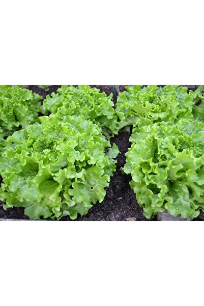 bfalina botanik 20 Adet Kıvırcık Marul Tohumu