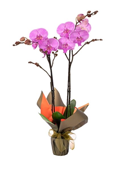 AKDOĞA Phalaenopsis Kalimantan Ithal Çift Dallı Orkide Çiçek Bitki