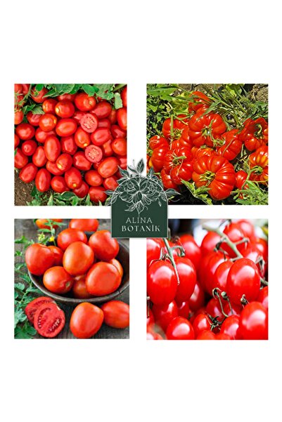 bfalina botanik Karışık Domates Tohum Çeşitleri (CHERRY, PEMBE DOMATES, ŞEKER DOMATES, RİO GRANDE)