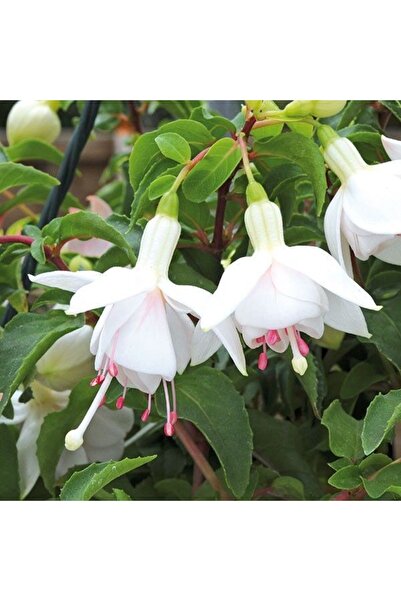 İdeaPazar Leonita Double Pink White 9'luk Saksıda Küpe Çiçeği Fidesi