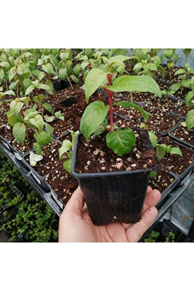 İdeaPazar Leonita Double Pink White 9'luk Saksıda Küpe Çiçeği Fidesi