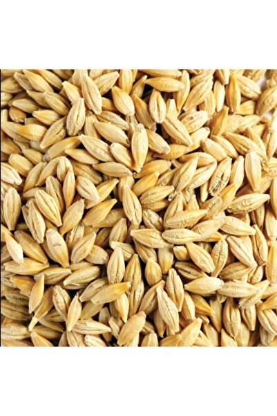 Ekodoğa Arpa Tohumu 500 Gram Doğal Arpa Tane Arpa Dane Arpa Kuş Yemi Arpa Ilaçsız Arpa
