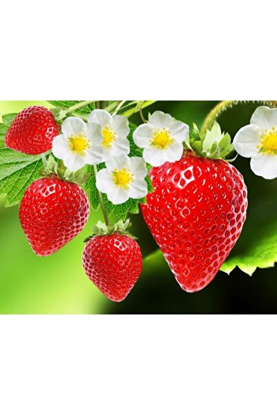 Strawberry ( +100 Seeds ) - Akgen