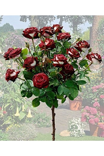 YAYLA TARIM Bordo Beyaz Renk 3 Adet Baston Gül Fidanı Açık Kök 2 Yaş 35 cm