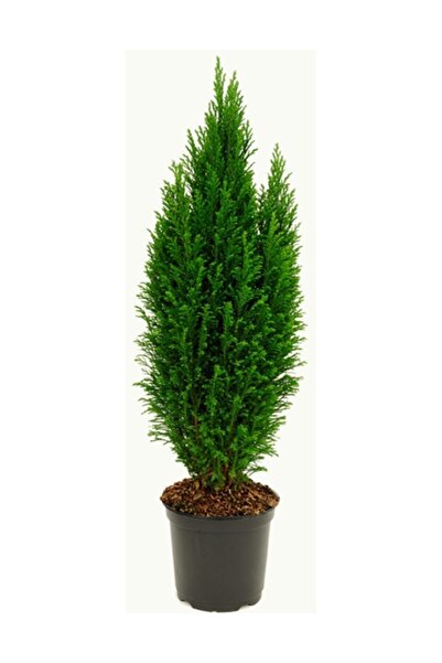 YEŞİLİMARKET Elwoodi Çam Ithal 20-25 Cm Ev Bitkisi Ofis Bitkisi Salon Bitkisi...