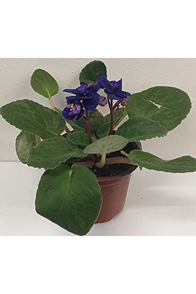 ÜÇLER ÇİÇEK Üçler Afrika Menekşesi Mavi