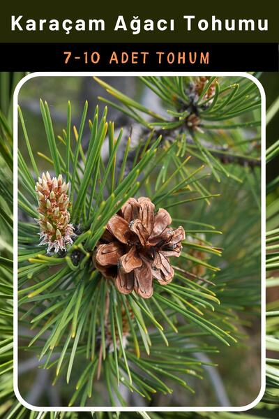 3A BOTANİK Karaçam Ağacı Tohumu, 7-10 Adet Karaçam Ağacı Tohumu