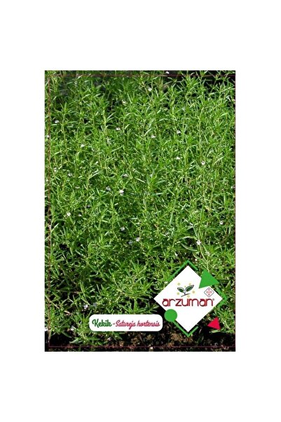 Arzuman Doğal (Kokulu) Kekik Zahter Tohumu-100 Adet