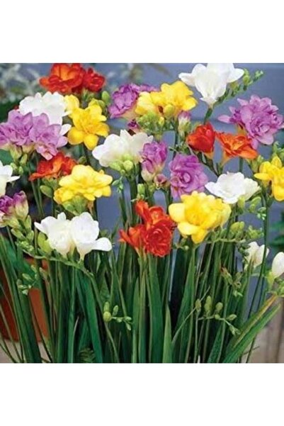 ATABEY ÇİÇEK Kokulu Frezya Çiçeği