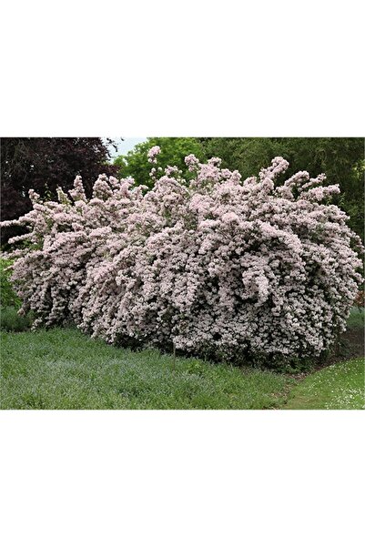 1001fidan Kolkwitzia Amabilis Pink Cloud Güzellik Çalısı Fidanı 10-30 Cm