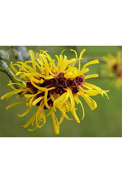 1001fidan Hamamelis Virginiana Sarı Hamamelis Cadı Fındığı Fidanı 10-30 Cm