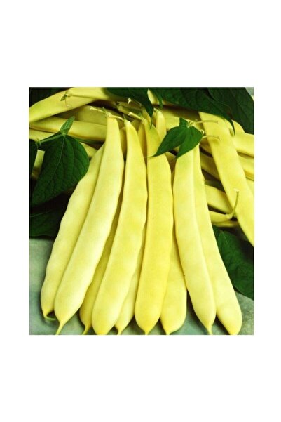 Zencefil Organik Özel Fasülye Tohumu 250 Gr (650+ Adet) Erva 51 Sarı Fasulye ...