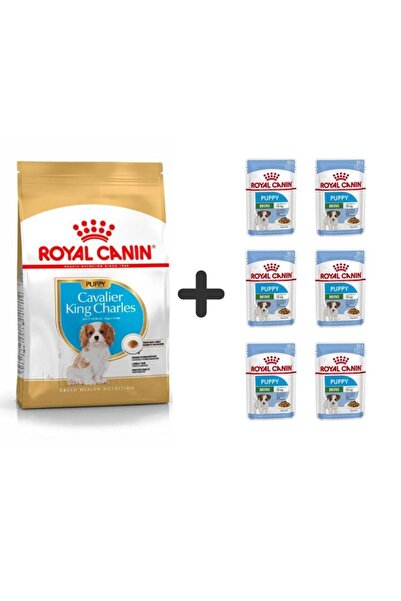 Royal Canin Cavalier King Charles Yavru Köpek Maması 1,5 Kg + 6 Adet Yaş Mama