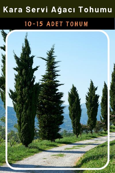 3A BOTANİK Kara Servi Ağacı Tohumu, 10-15 Adet Tohum