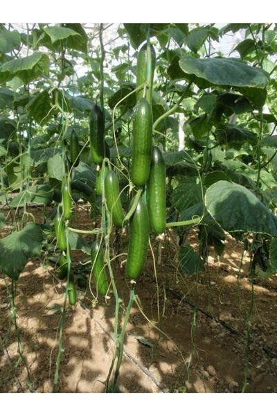 Genel Markalar Life Silor Salatalık Tohumu 6'lı