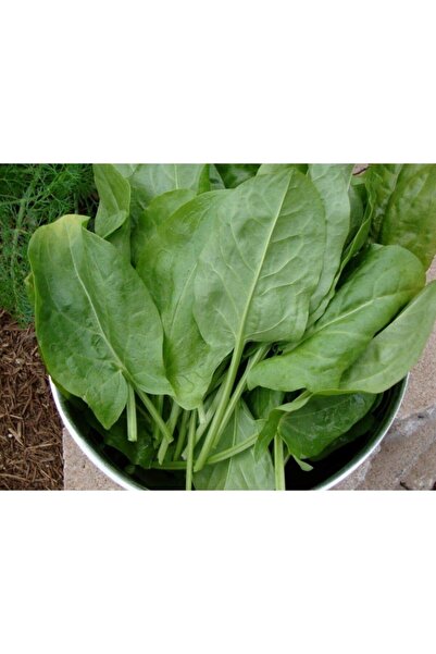 Genel Markalar Life 1000 Adet Kuzu Kulağı/ekşiotu Tohumu